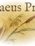 Egaeus