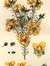 Dillwynia Peter