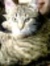 Renee Boyer-willisson