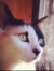 Misako.i.k