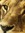 Lioness7
