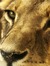 Lioness7