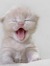 Melody