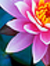 A~lotus