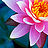 A~lotus