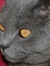 Joris