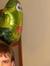 Josh