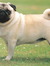 Puglover3000