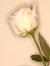 Rakib