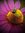 Alesia's icon