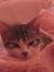 Lucrecia