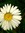 Daisy's icon