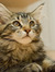 Willow