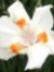Linda Whitford