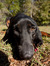Coonhound