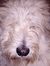 Ingo
