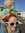 Summer's icon