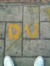 Duani