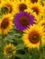 Violet Sunflower