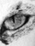 caracal-eyes