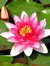 Ashwini