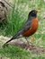 Robin