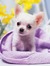 Sachi