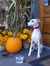 Whippetmomma