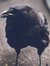 Corvid