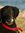 Cooper