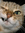 Cathie