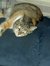 Cathie