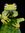 AnnaBanana Pascone