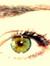 Annmarie