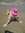 Antonela