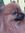 Phyl