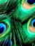 Soulsolfelis