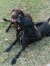 Moethedog