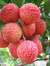 Lychee