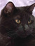 ContemplativeCat