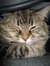 Sweetpoodums the cat
