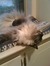 Meredith