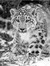 Knut H