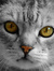AmberCat'sEye