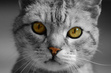 AmberCat'sEye
