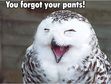 TailFeather