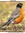 Robin | 402 comments