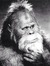 Daintysasquatch Sterling