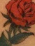 Socialist Rose