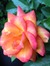Susanne